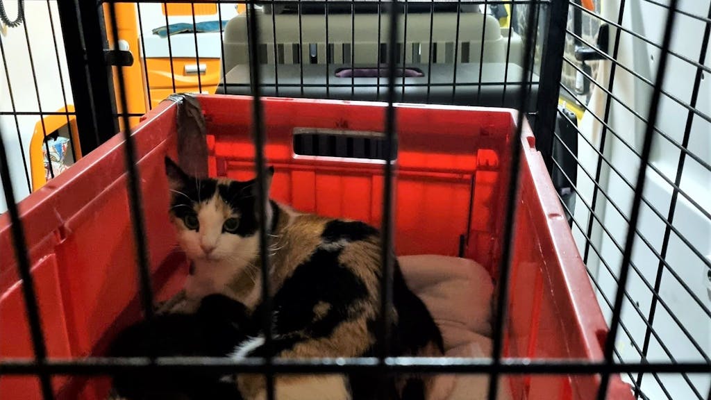 Mehrere Katzen liegen in einer Gitterbox.&nbsp;