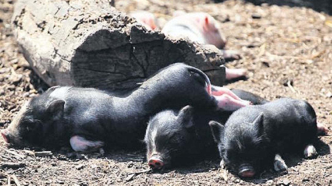 Minischweine liegen auf dem Boden