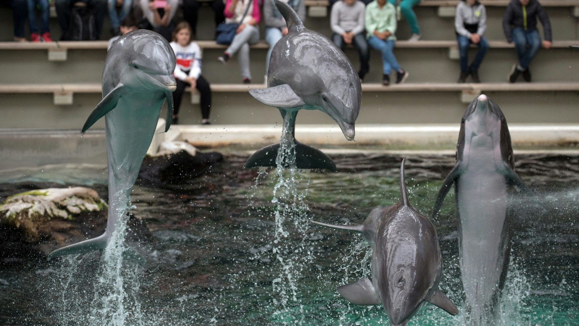 Delfinshow im Duisburger Zoo