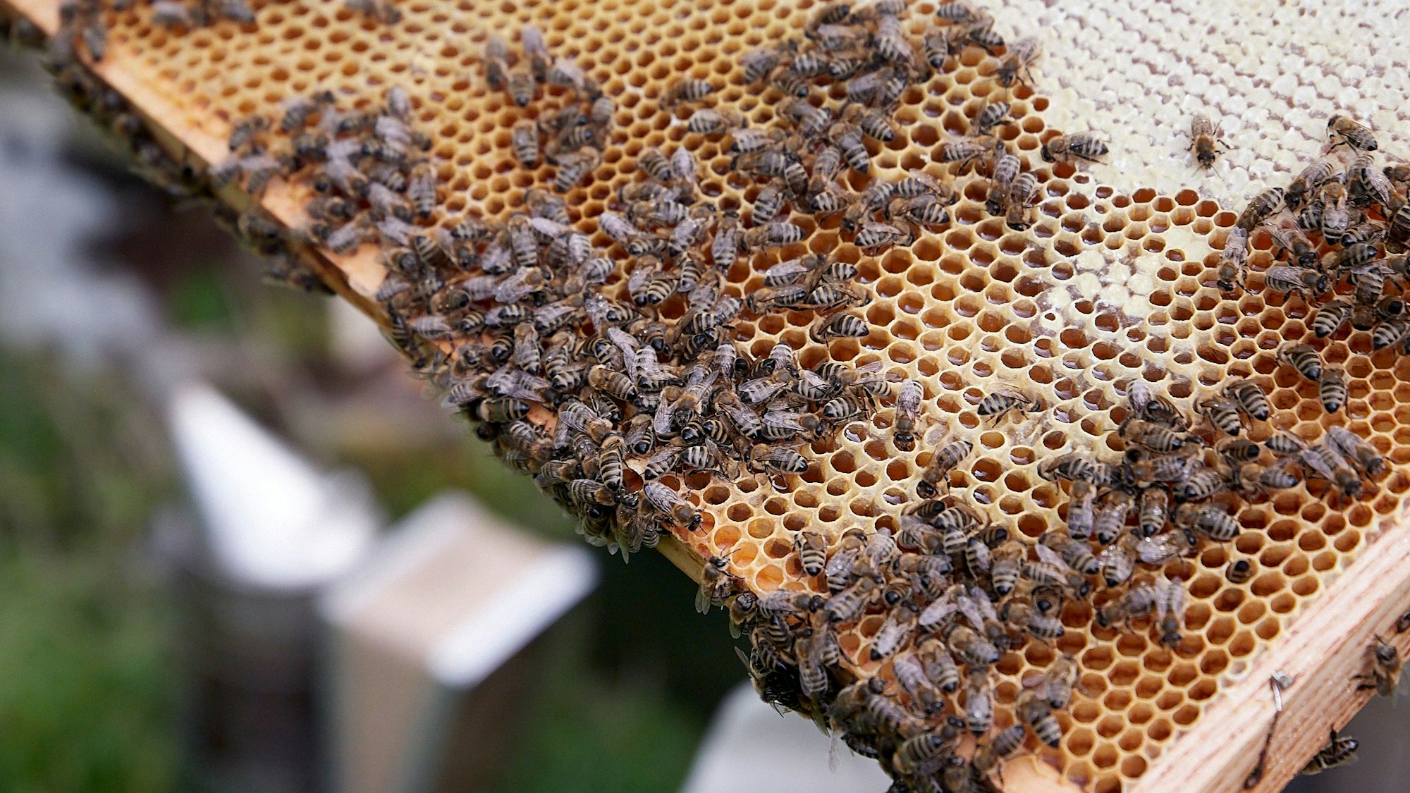 Das Bild zeigt eine Wabe mit zahlreichen Bienen.