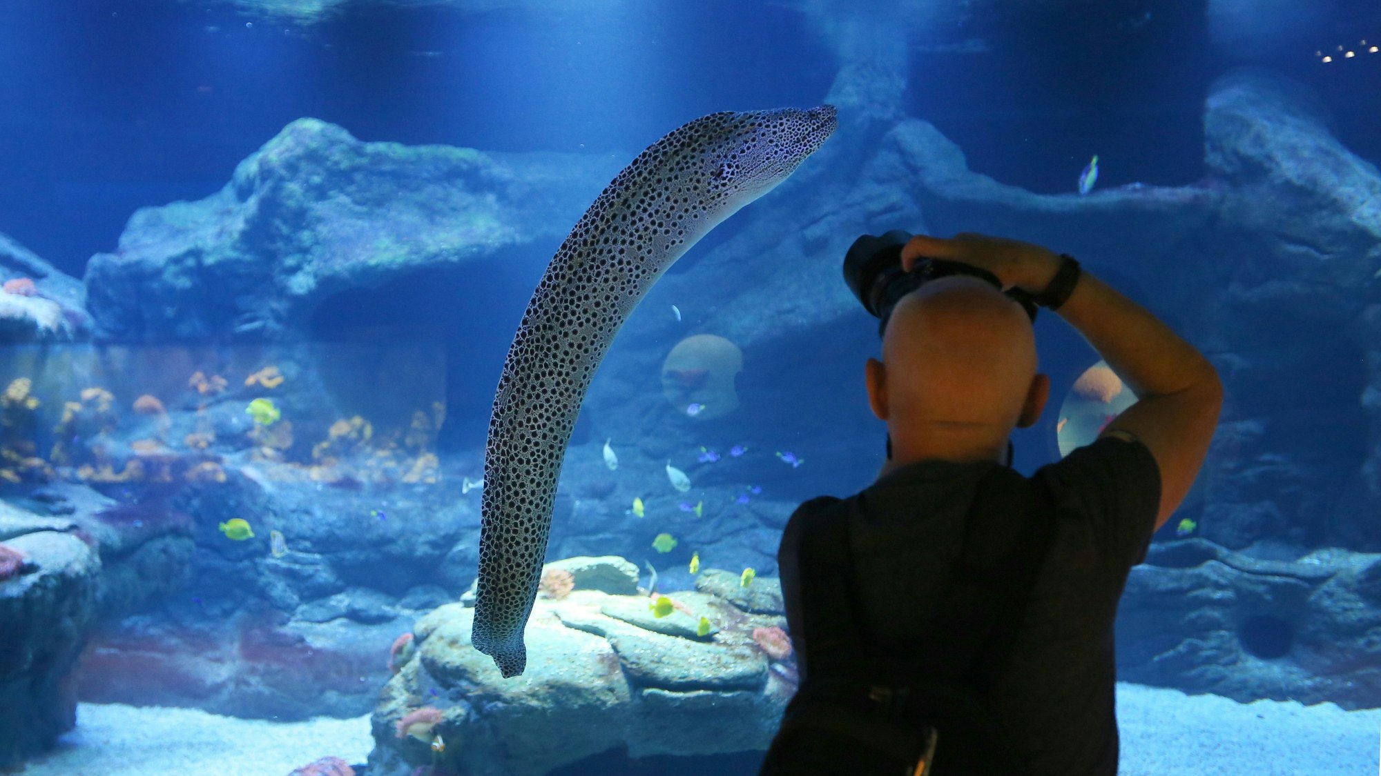 Ein Mann filmt eine Muräne im Aquazoo Löbbecke Museum im Wasserbecken.