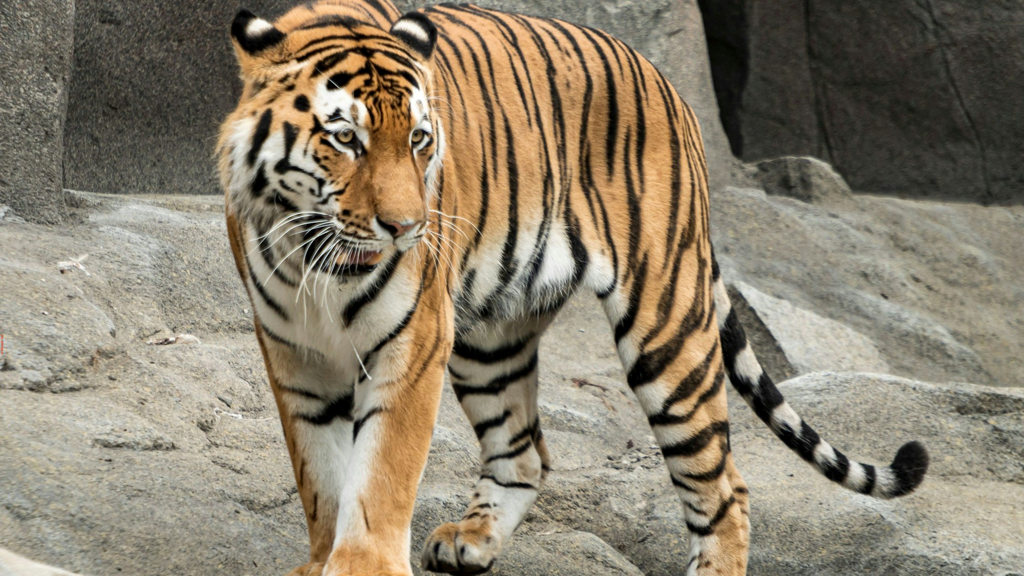 Zu sehen ist Amur-Tiger Sergan im Kölner Zoo, der auf steinigem Untergrund läuft.