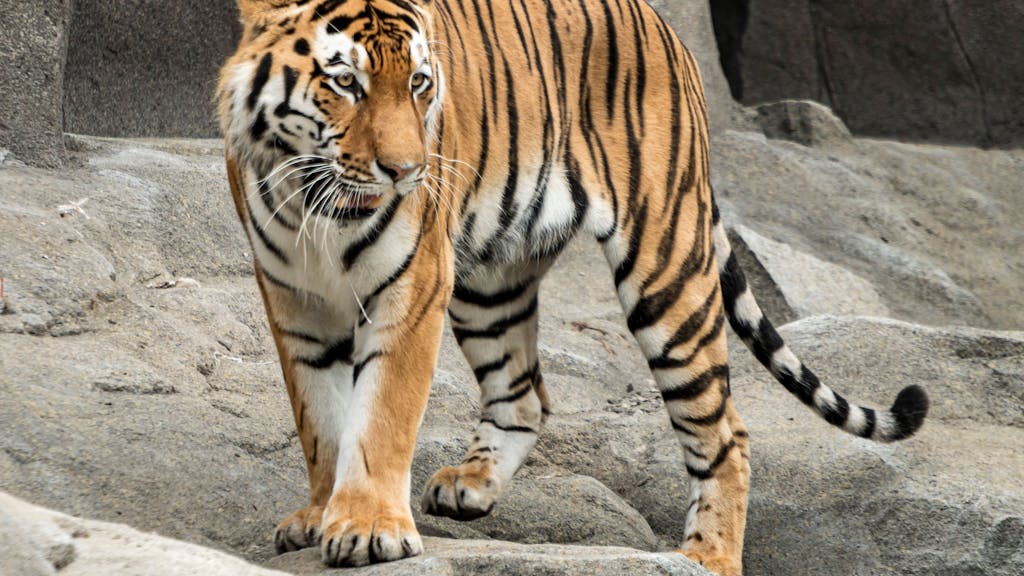 Tiger Sergan ist in seinem Gehege im Kölner Zoo zu sehen.