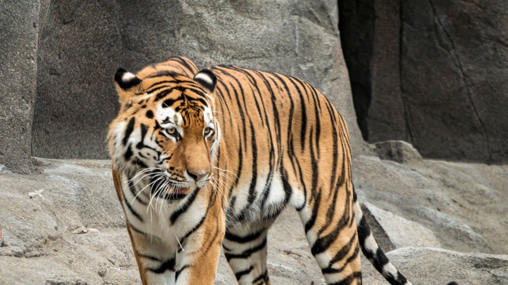 Tiger Sergan ist in seinem Gehege im Kölner Zoo zu sehen.