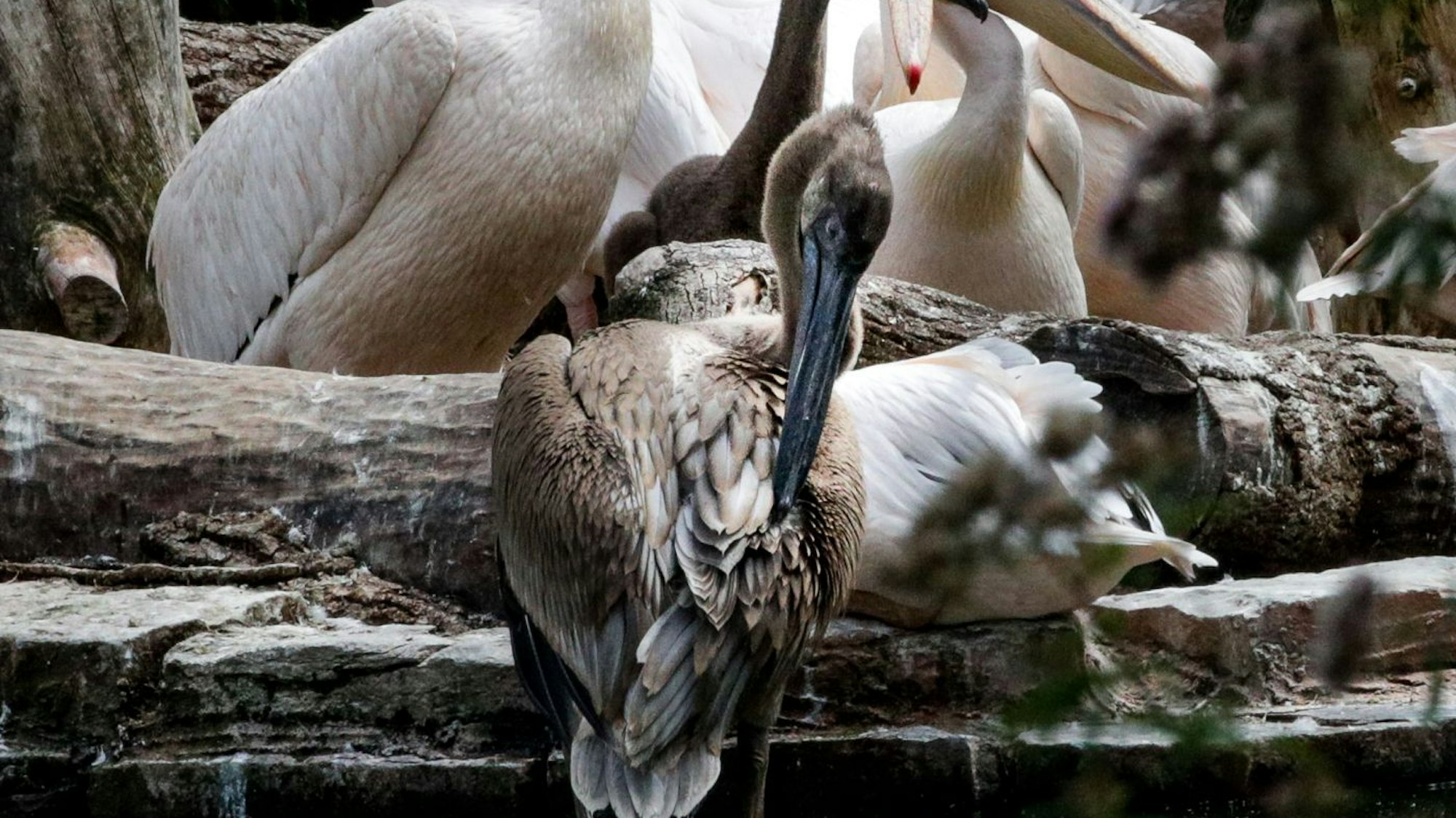 Ein Pelikan-Jungvogel