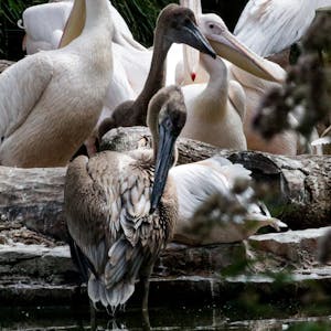 Ein Pelikan-Jungvogel