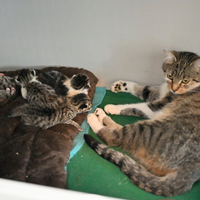 Eine Mutterkatze und ihre fünf Jungen liegen in einem Raum des Tierheims Kürten.