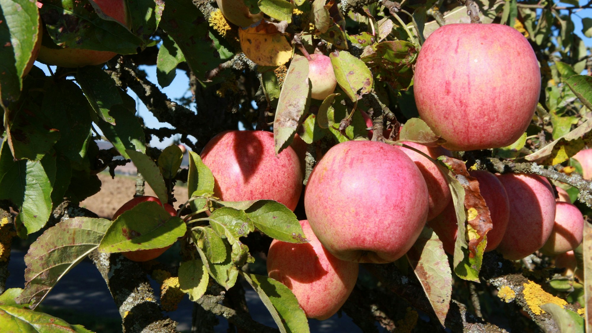Äpfel hängen an einem Baum