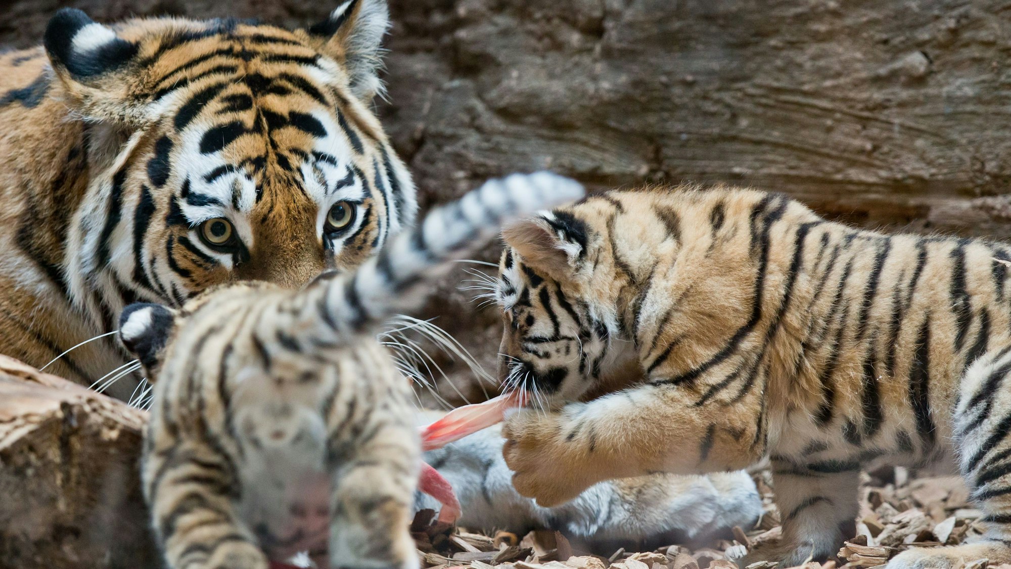 Die jungen sibirischen Tiger Volodya und Aljoscha fressen mit ihrer Mutter Katinka im Tiergarten in Nürnberg in ihrem Gehege.
