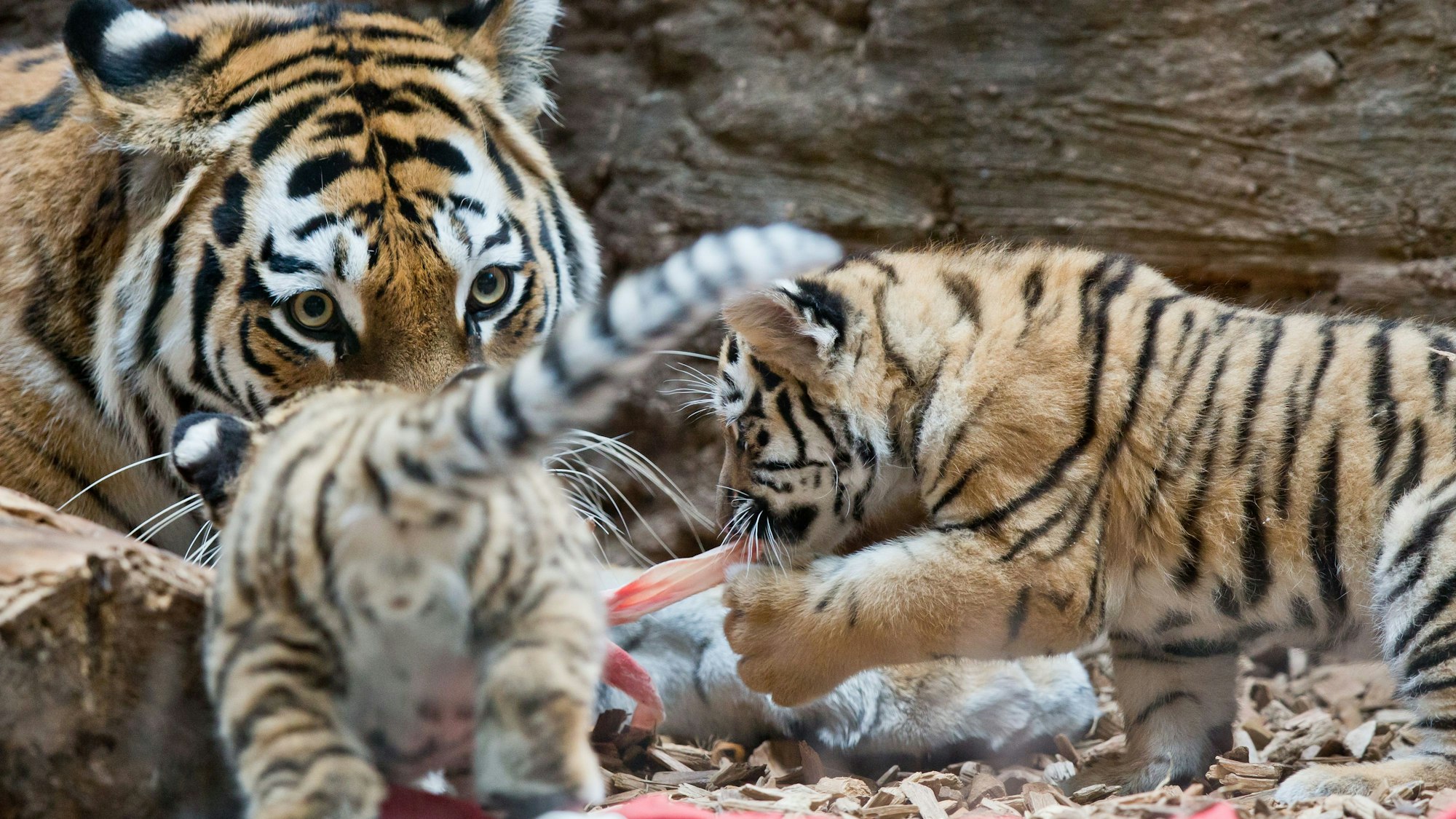 Zwei junge sibirische Tiger fressen mit ihrer Mutter im Gehege im Tiergarten.
