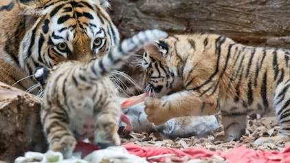 Zwei junge sibirische Tiger fressen mit ihrer Mutter im Gehege im Tiergarten.