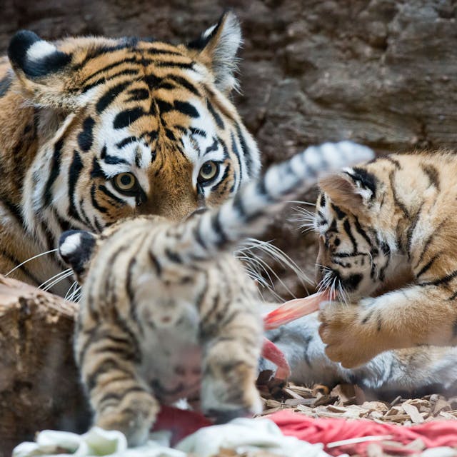 Die jungen sibirischen Tiger Volodya und Aljoscha fressen mit ihrer Mutter Katinka&nbsp; im Tiergarten in Nürnberg in ihrem Gehege.