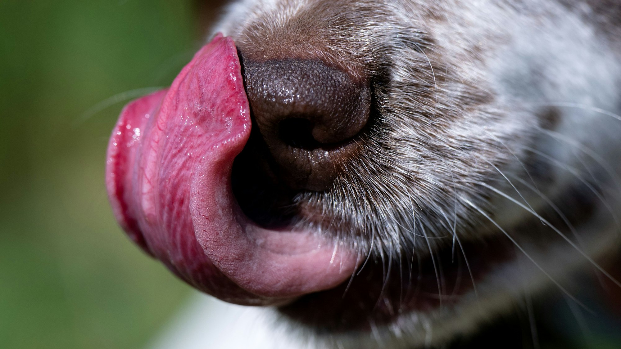 Eine Hündin leckt sich mit ihrer Zunge die Nase. Sie hat braun-weißes Fell. (Symbolbild)