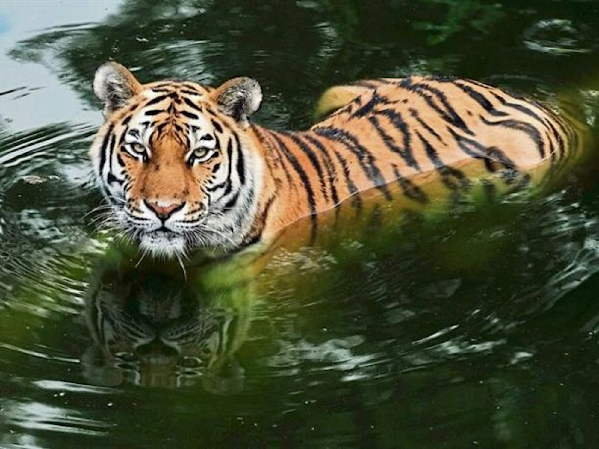 Tigerdame Katinka steht im Wasser.