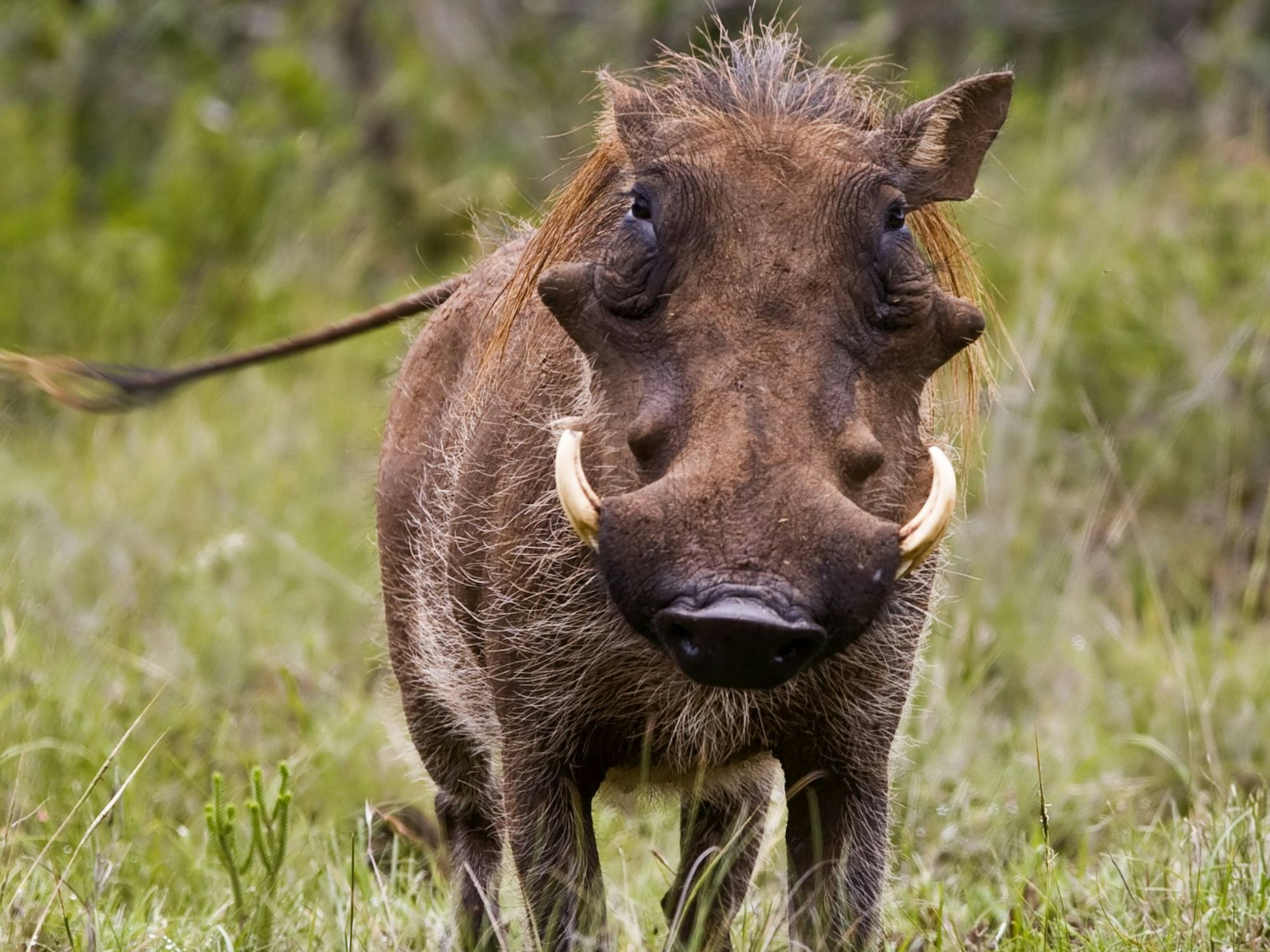 Ein Warzenschwein im Kruger National Park in Südafrika
