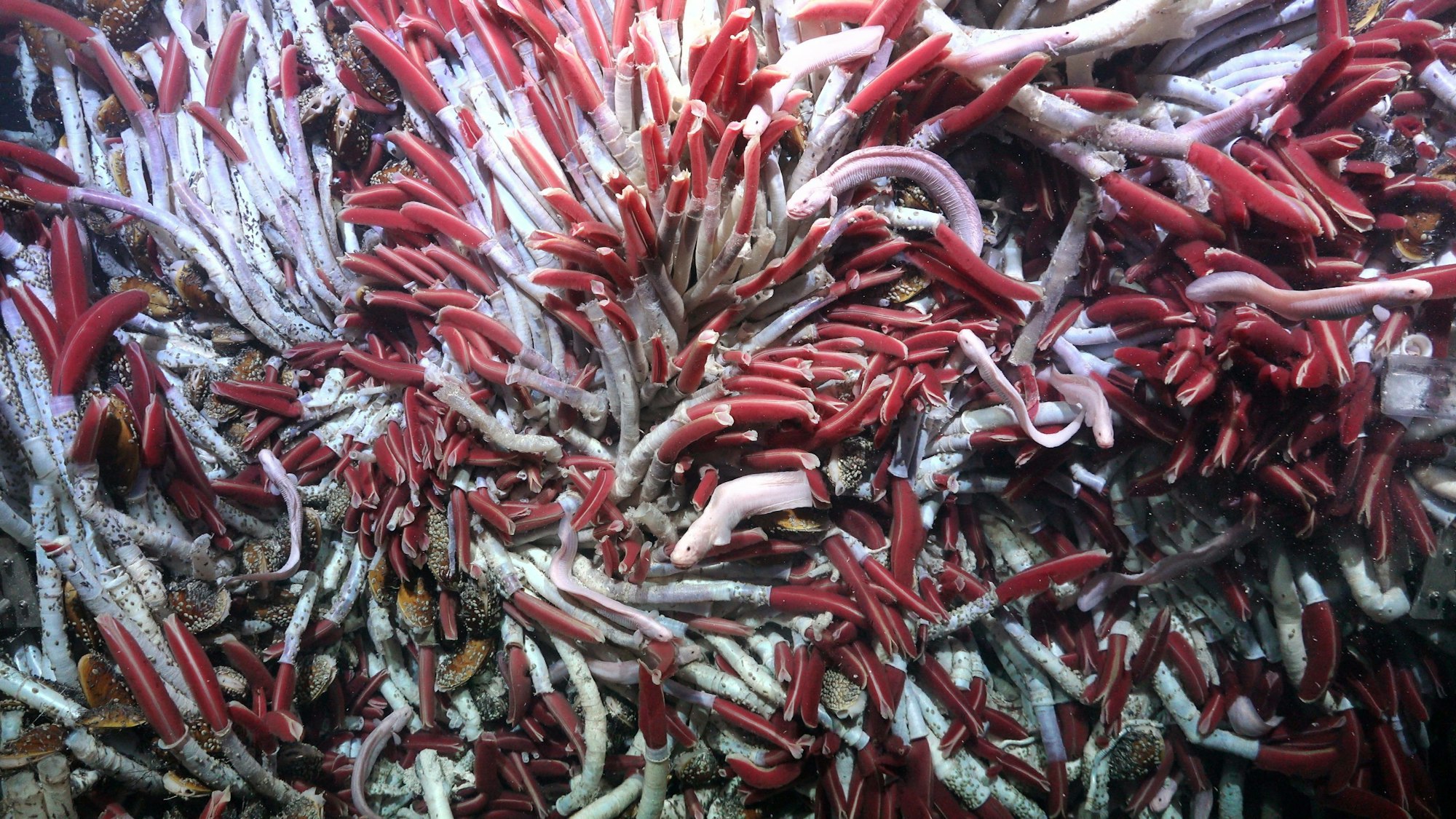 Mehrere Röhrenwürmer tummeln sich im Pazifik in der Nähe eines Unterwasservulkans. .