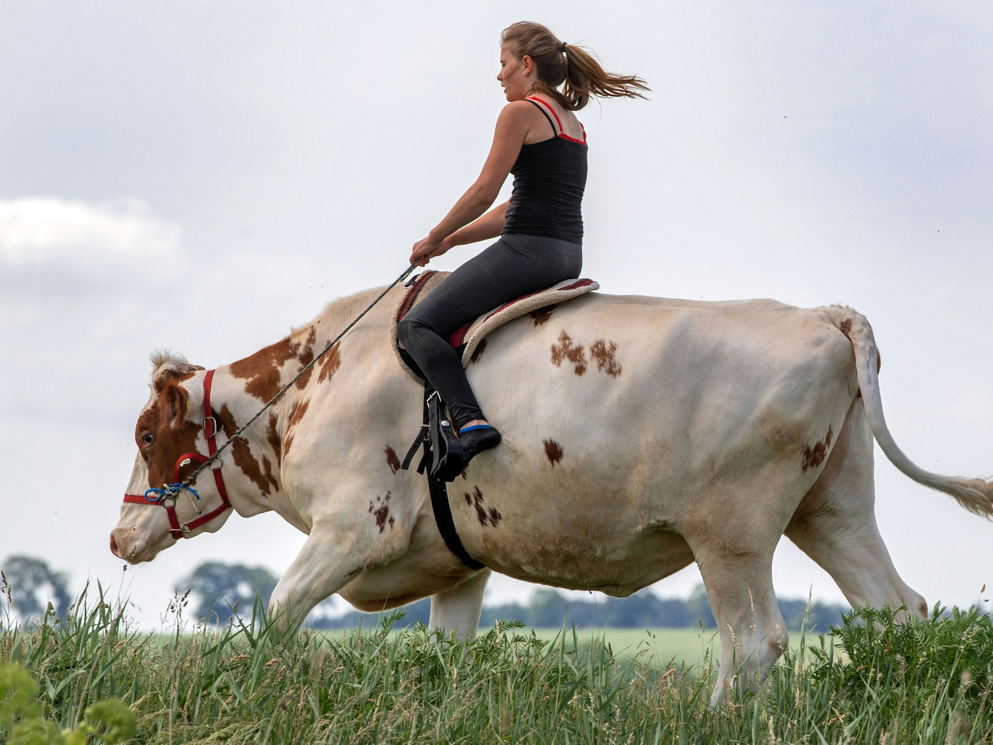 Ein Mädchen reitet auf einer Kuh, hier im Juni 2019 in Wolgast.