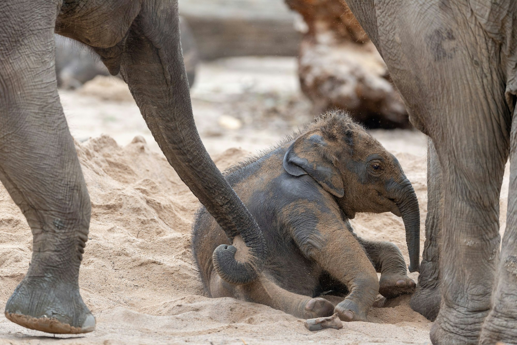 Das Elefantenbaby Sarinya liegt im Sand.