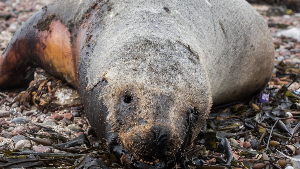Eine tote Robbe liegt an einem Strand in Peru.