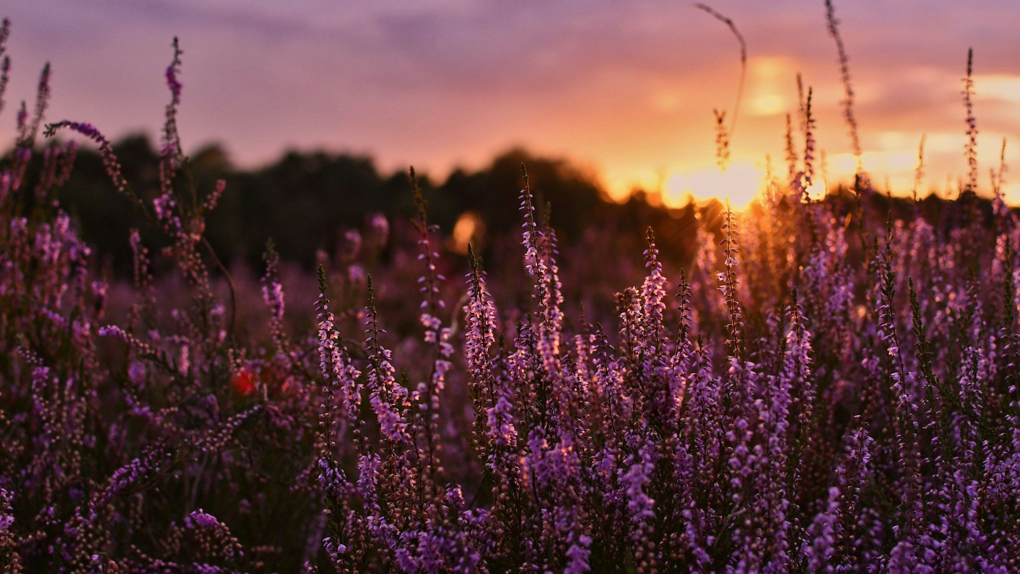 Im Sonnenuntergang leuchtet die lilafarbene Heide, wie hier in der Westruper Heide, besonders stark.