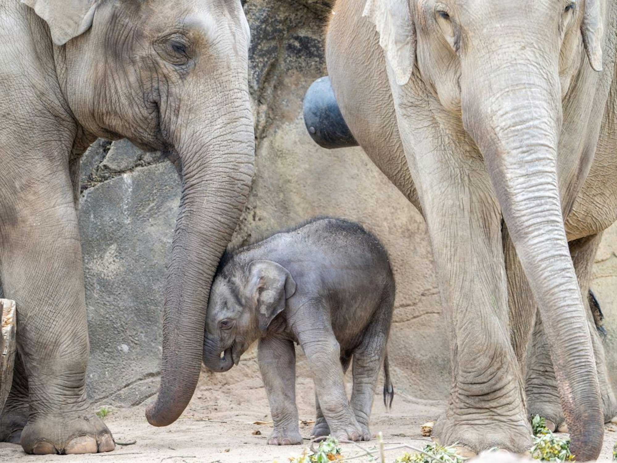 Ein junger Elefant schmiegt sich an den Rüssel eines ausgewachsenen Elefanten.
