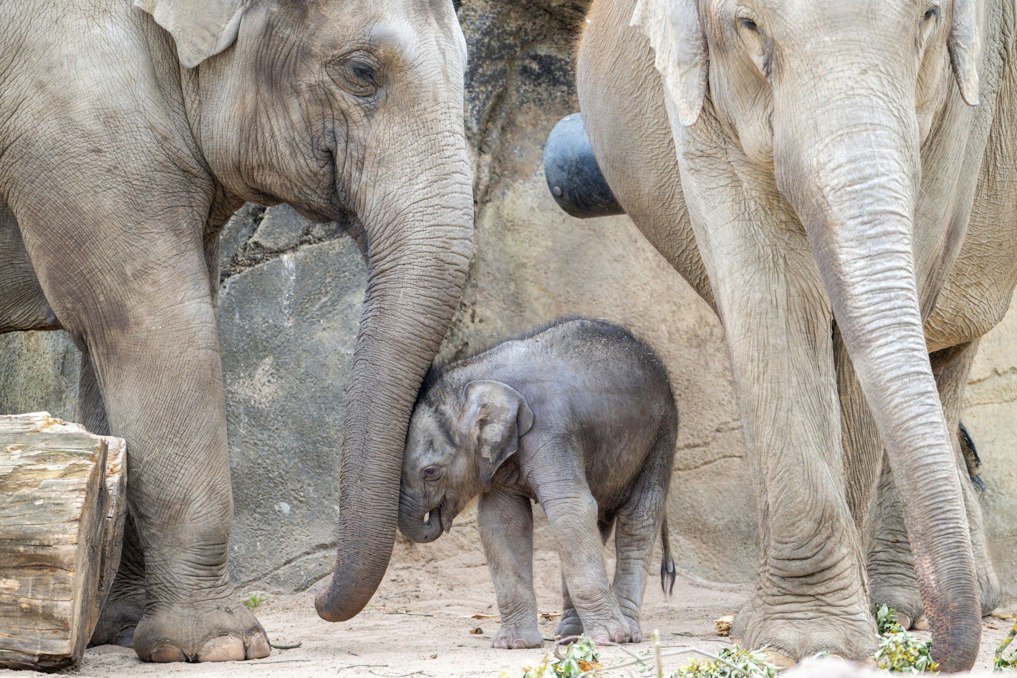 Das Elefantenbaby Sarinya steht zwischen zwei Elefanten im Gehege.