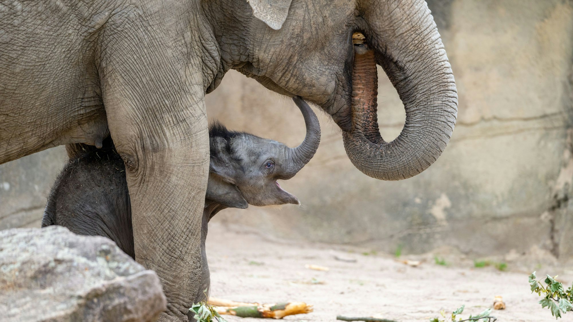 Das Elefantenbaby Sarinya steht unter einem großen Elefanten und lacht.