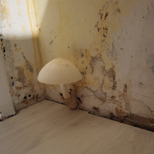 Bei Familie Niestroj in Köln-Neubrück wachsen aufgrund von Schimmel Pilze aus der Wand.