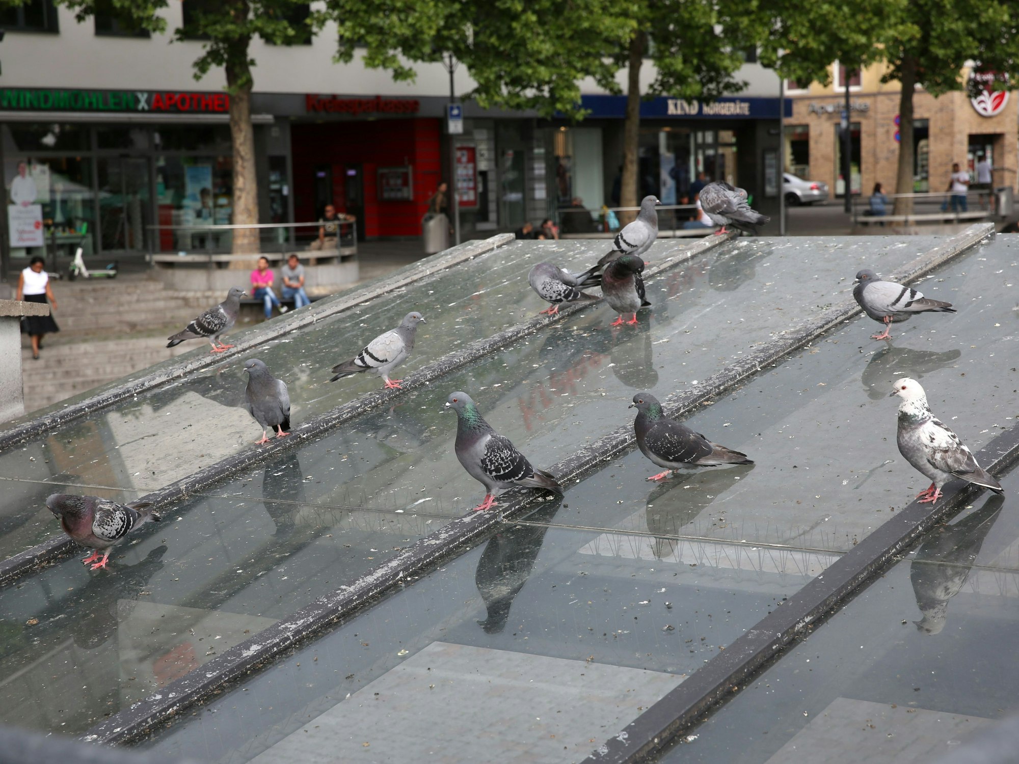 Tauben sitzen auf einer Glasscheibe am Wiener Platz.