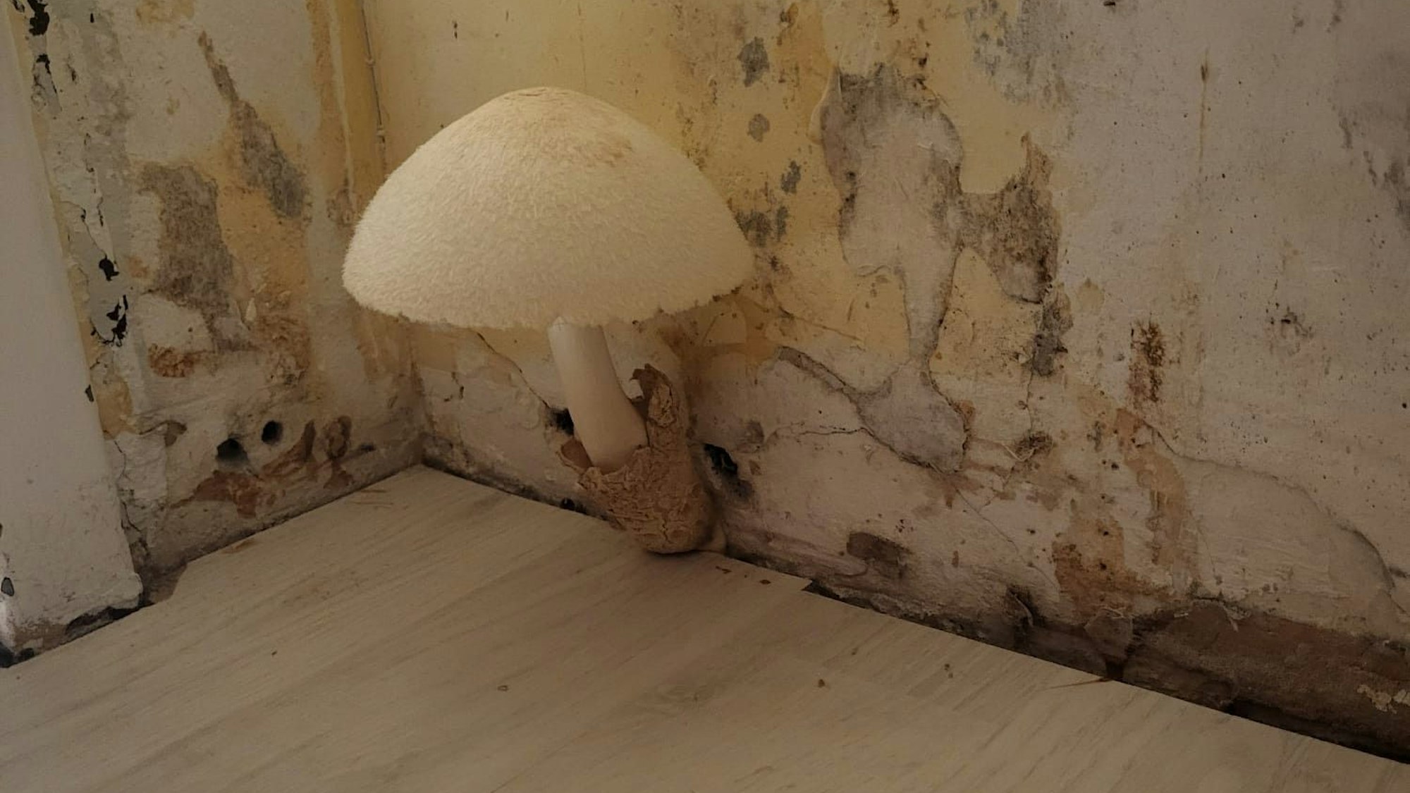 Ein Pilz wächst aus der Wand.