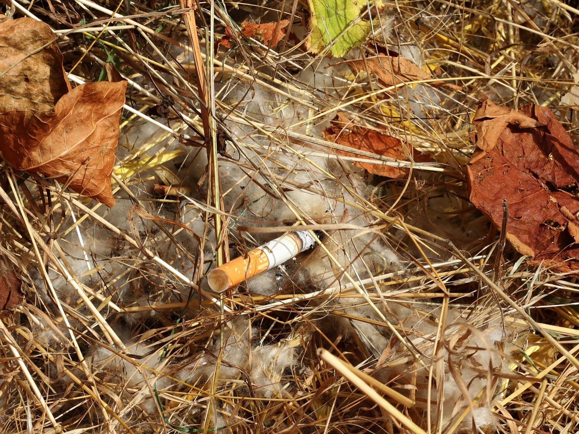 Eine Zigarette liegt auf dem Boden im Gestrüpp.