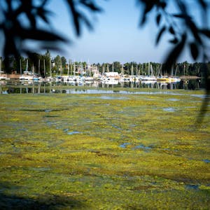 Das Bild zeigt den Bereich des Zülpicher Sees, der mit Algen bedeckt ist.