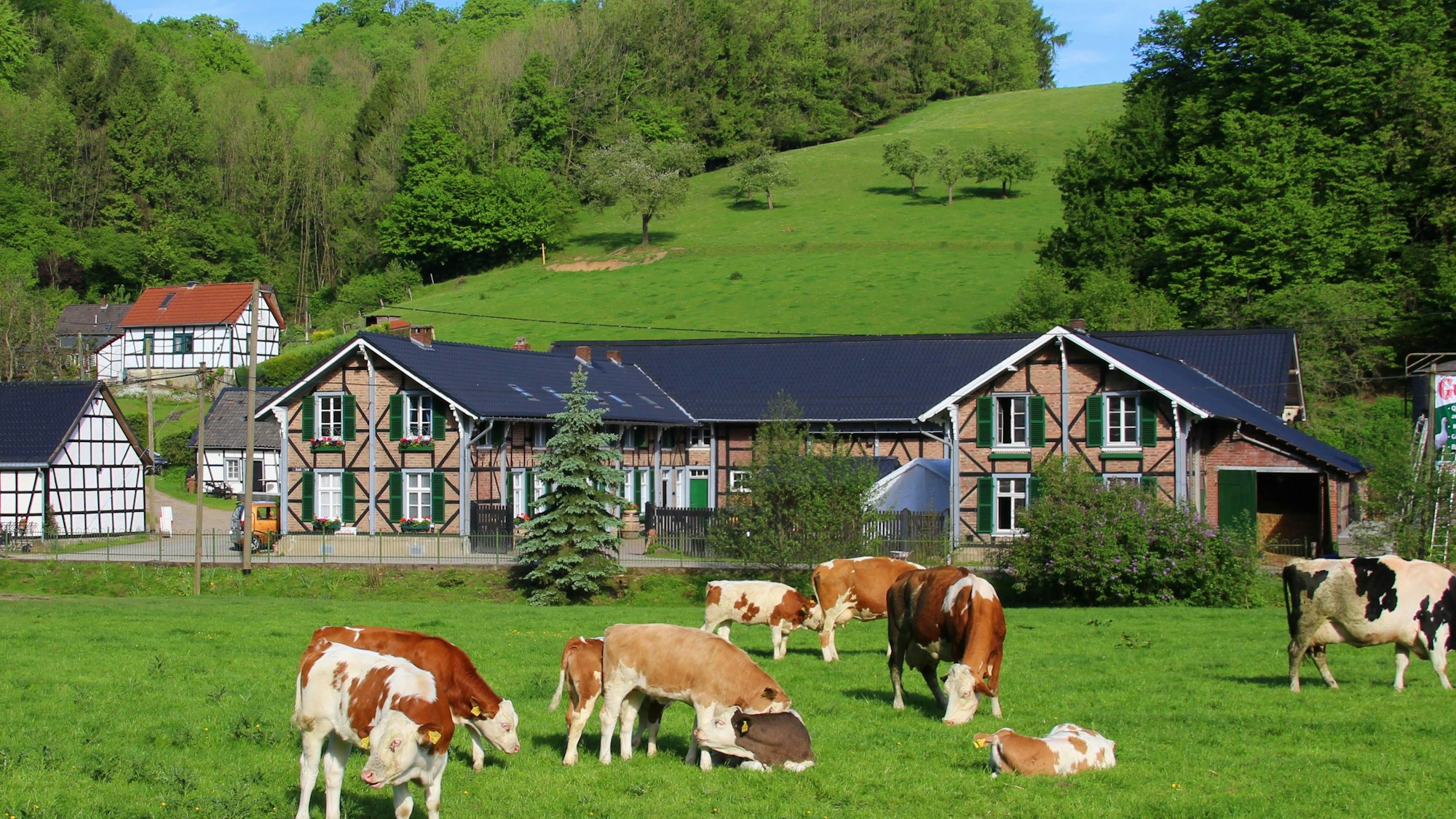 Ein Bauernhof im Bergischen Land mit Kühen auf der Weide und traumhaftem Wetter.