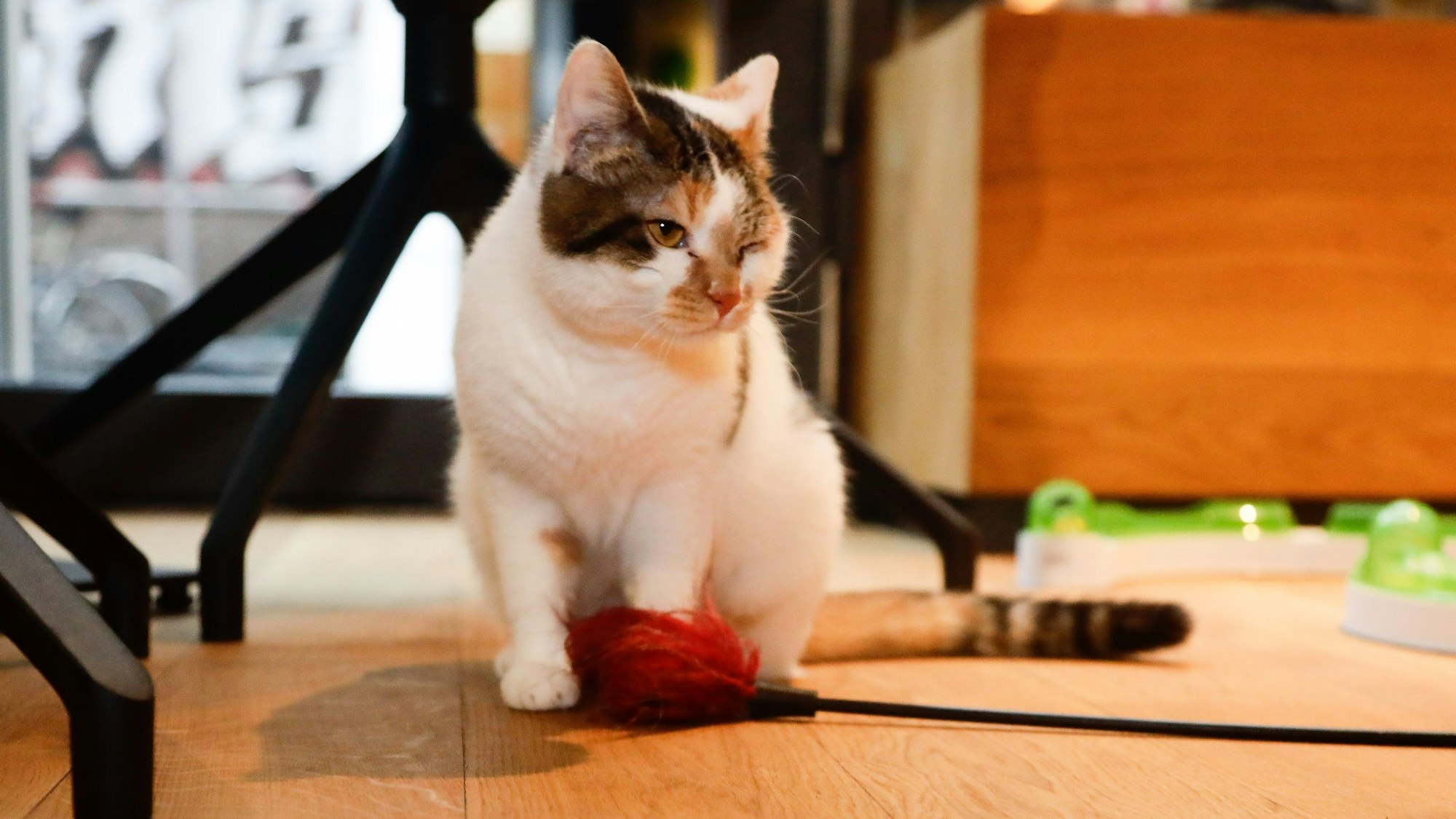 Die Katze Whisky sitzt auf dem Boden im Katzentempel und spielt mit einem Katzenspielzeug.