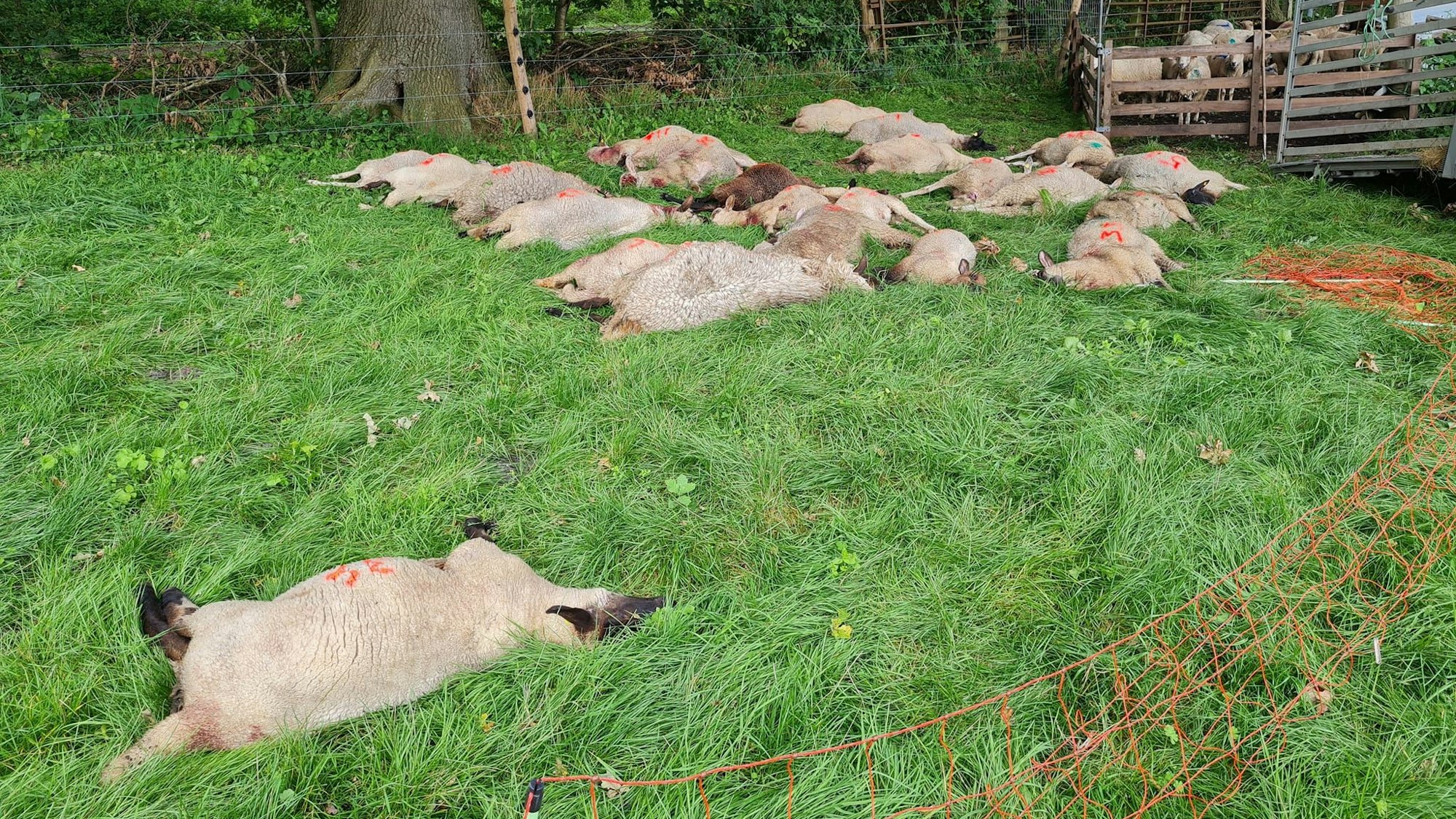 Tote Schafe in Gräpel bei Stade