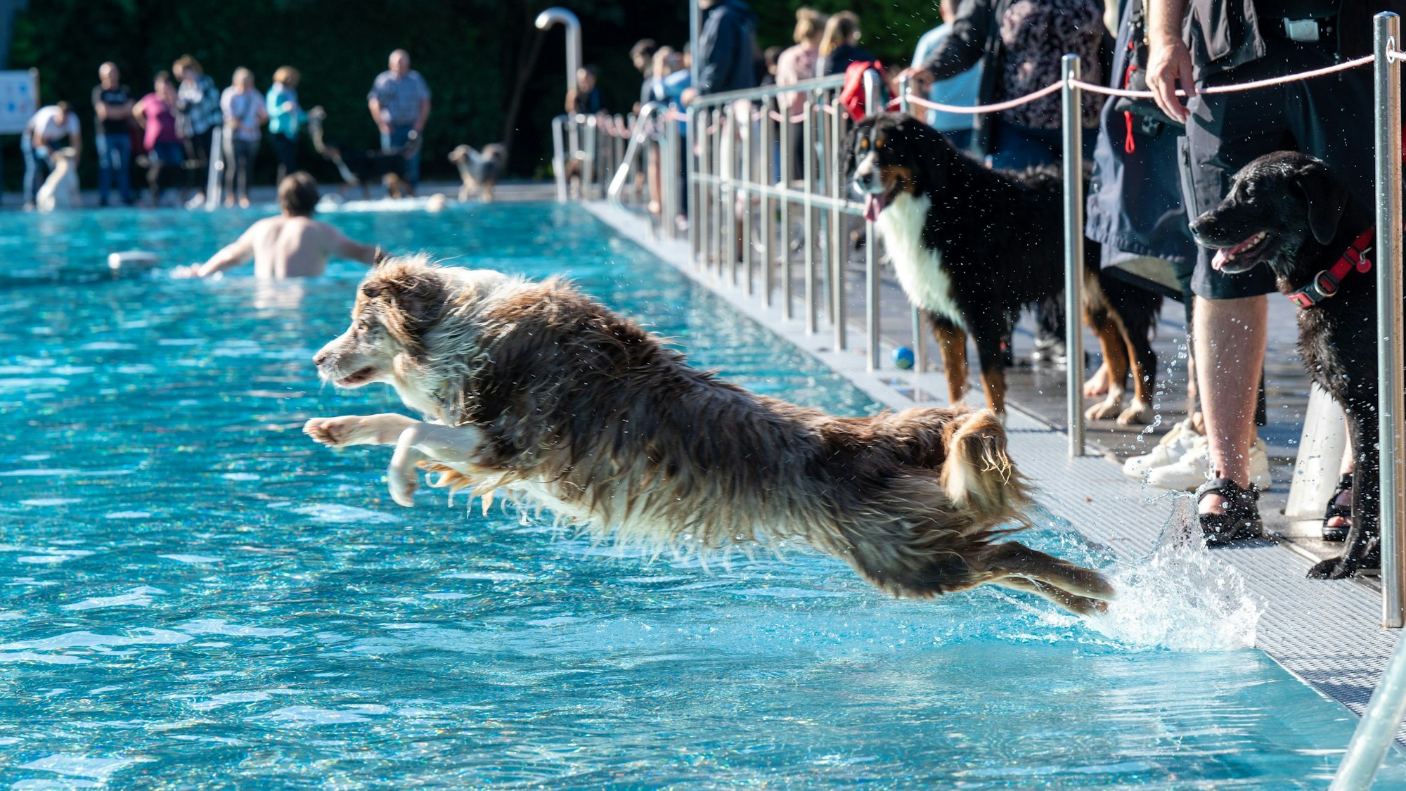 Hund springt in ein Schwimmbecken in einem Freibad