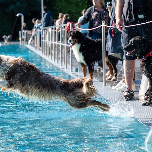 Hund springt in ein Schwimmbecken in einem Freibad&nbsp;
