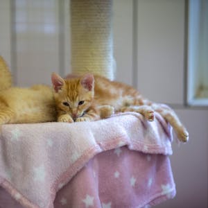 Mehrere Katzen chillen auf einer Decke im Tierheim.
