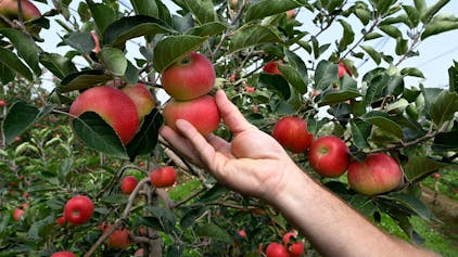 Äpfel hängen an den Obstbäumen einer Plantage und werden geerntet.