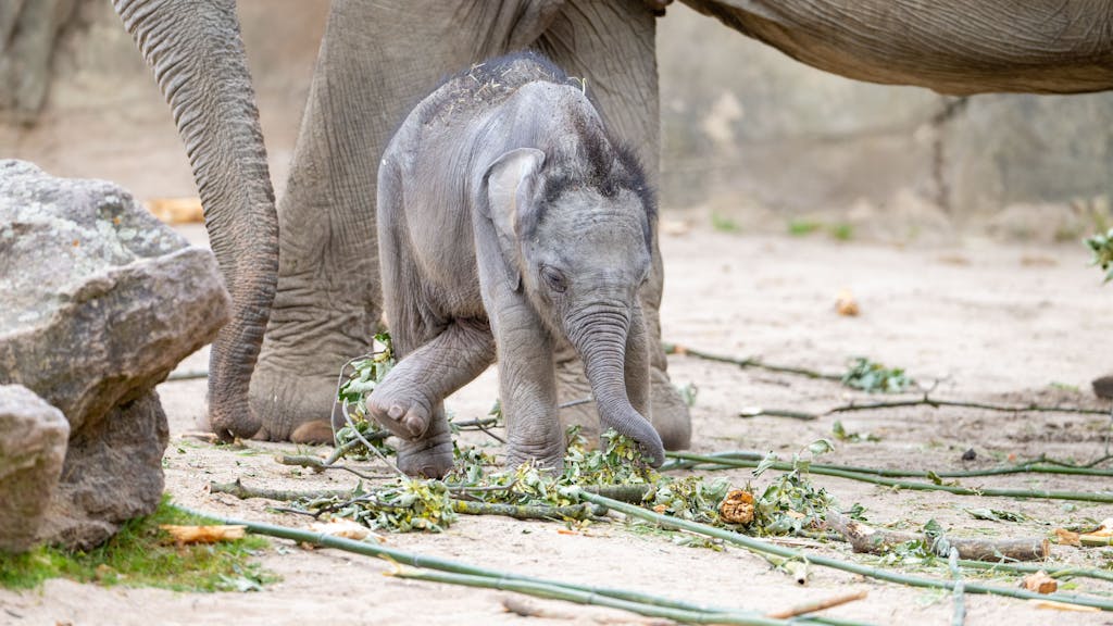 Das Elefantenbaby Sarinya sucht im Kölner Zoo nach etwas zum Fressen.