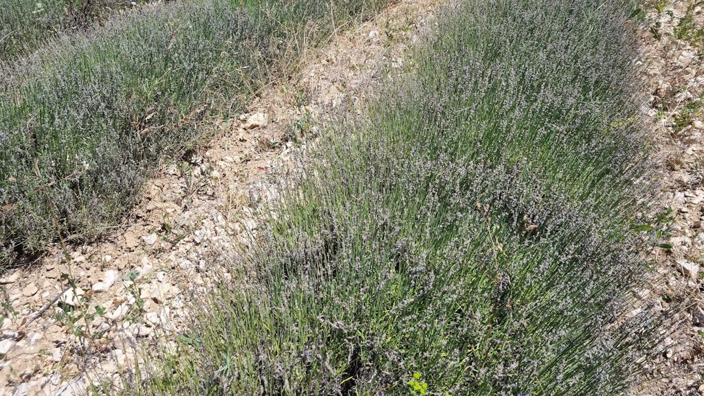 Blick auf ein von Raupen geschädigtes Lavendelfeld in Chamaloc (Frankreich).