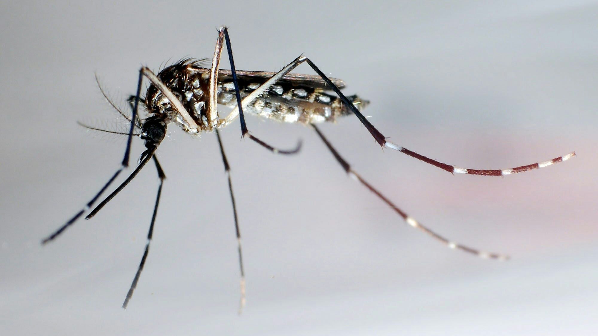 Gelbfiebermücken (Aedes aegypti) gelten als hauptverantwortlich für die Übertragung des Dengue-Fiebers.