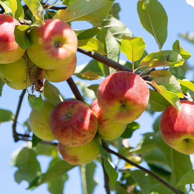 Äpfel hängen an einem Apfelbaum auf einer Streuobstwiese