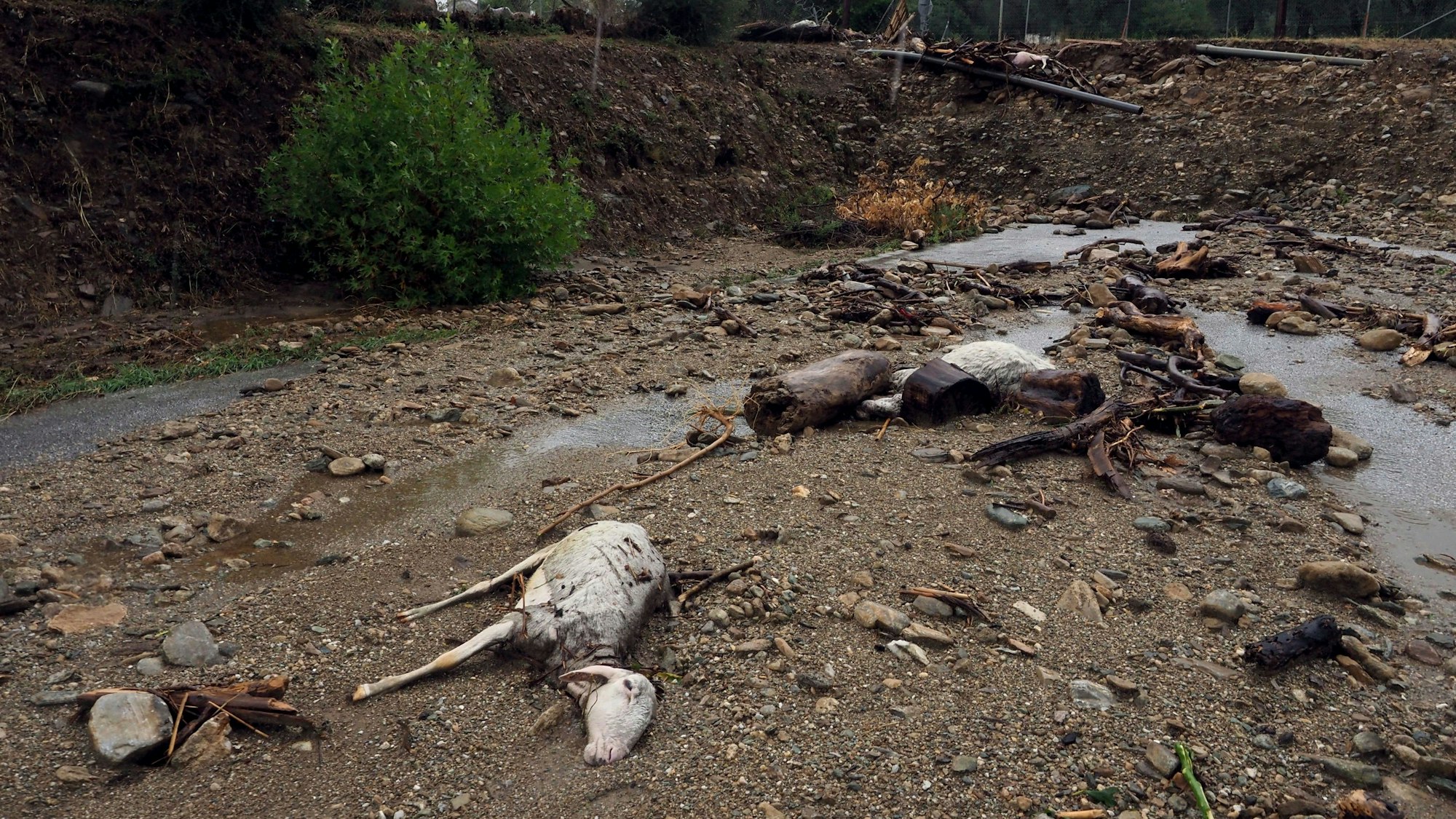 Ein totes Tier liegt in Volos im Schlamm nach den schweren Regenfällen in Zentralgriechenland.