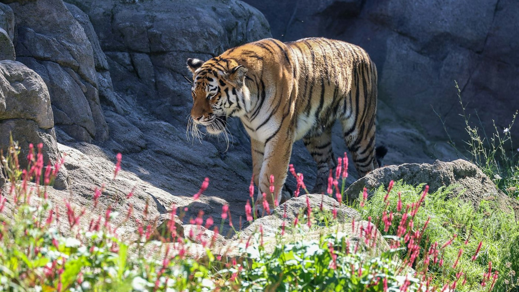 Das zwölf Jahre alte Tier stammt aus dem Tiergarten Nürnberg und ist nun regelmäßig auf der Außenanlage der Kölner Tigeranlage zu sehen