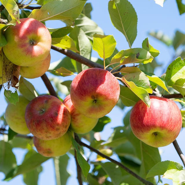 Äpfel hängen an einem Apfelbaum auf einer Streuobstwiese.