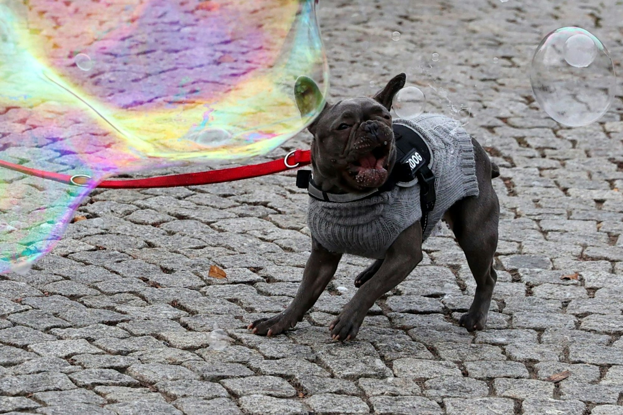 Ein Hund spielt mit Seifenblasen.