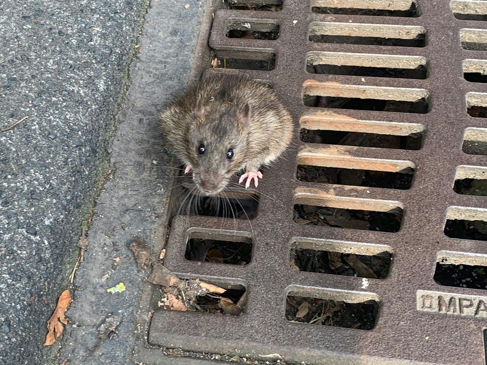 Eine Ratte klemmt in einem Spalt eines Gullydeckels fest.