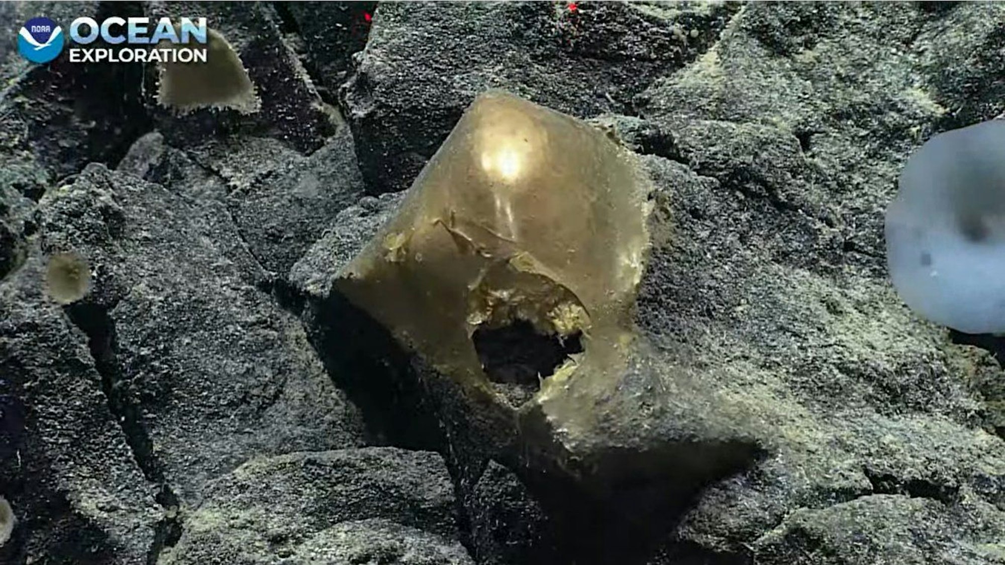 Ein mysteriöses goldenes Objekt im Golf von Alaska.