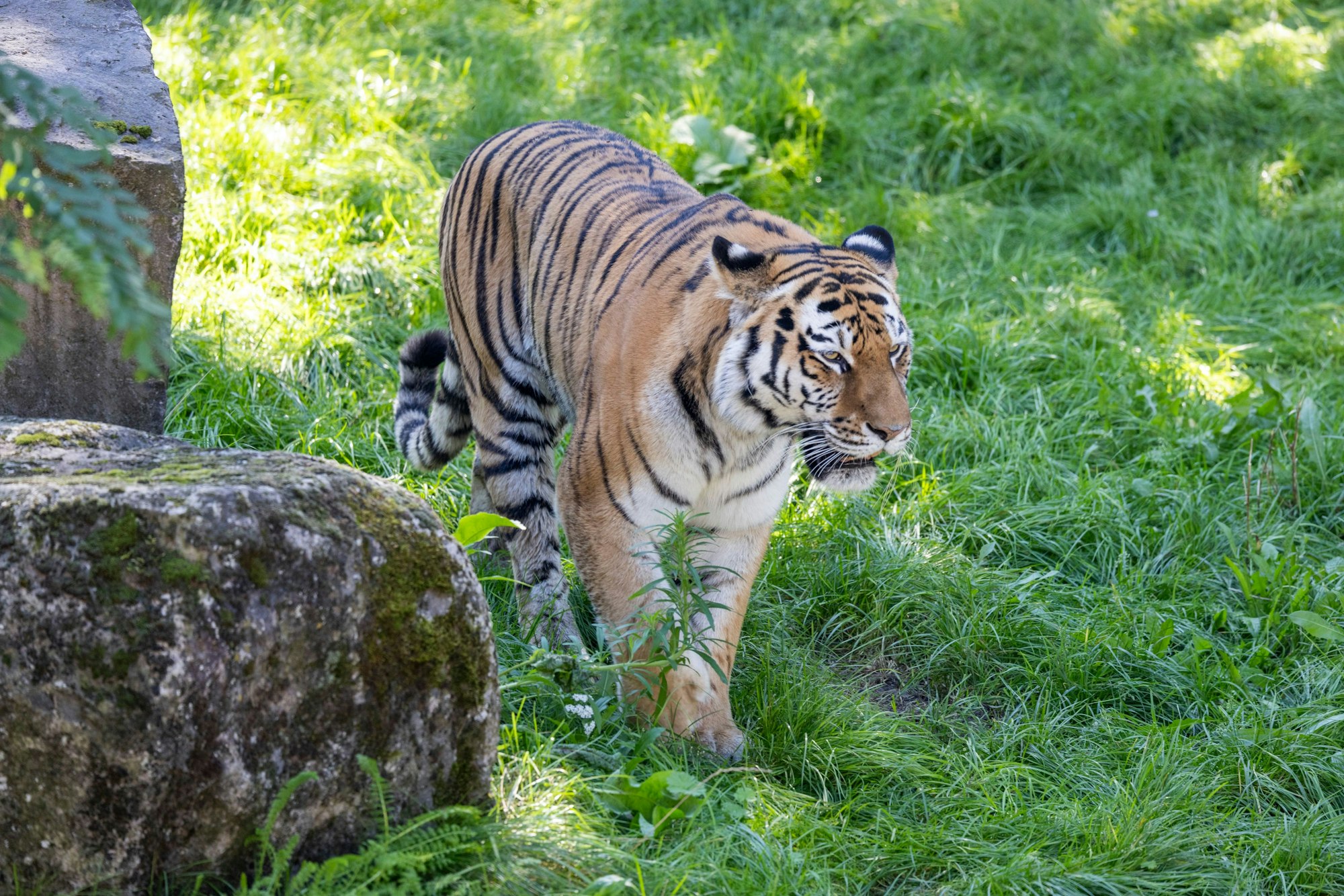 Die neue sibirische Tigerkatze Katinka erkundet ihr Gehege im Kölner Zoo.
